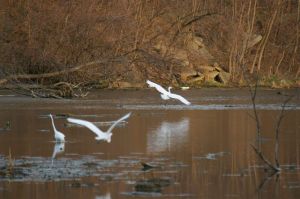 Egrets take flight
